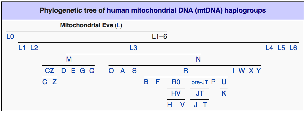 wikipedia_mtdna_phylogenetic_tree.png